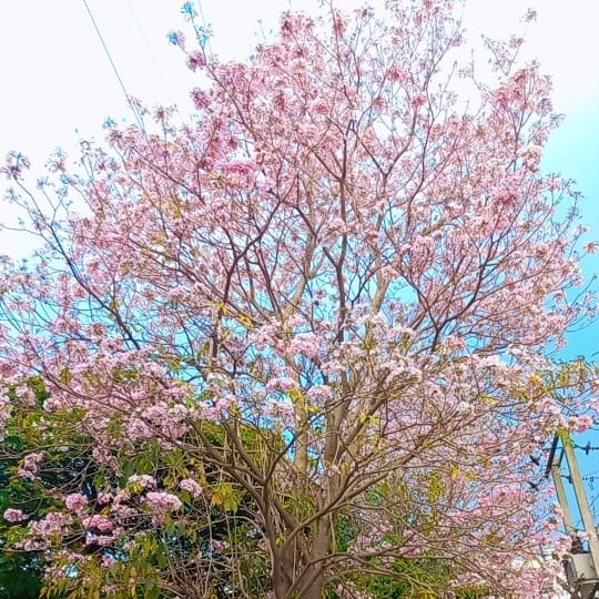 Selected Image